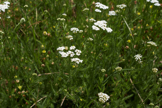Achillea millefolium in bloom
