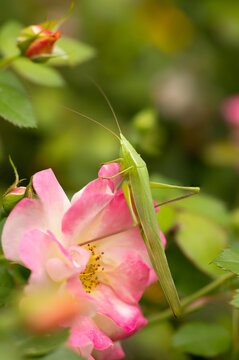 Round-Tipped Conehead Katydid in Minnesota.