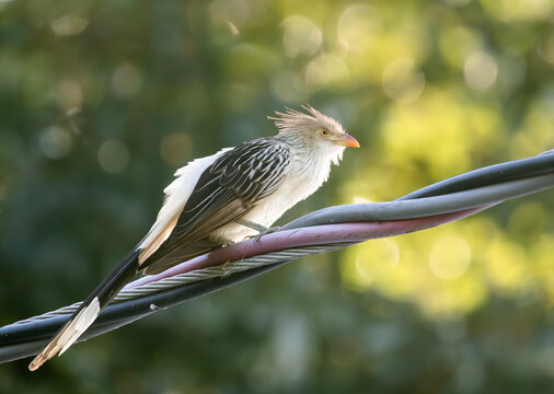 guira cuckoo on a line