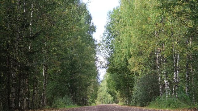 A dirt road in a forest in northeastern Europe on a sunny, windy day