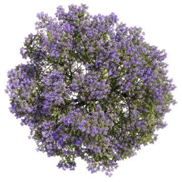 Top down view of blossoming jacaranda tree with purple flowers isolated on transparent background