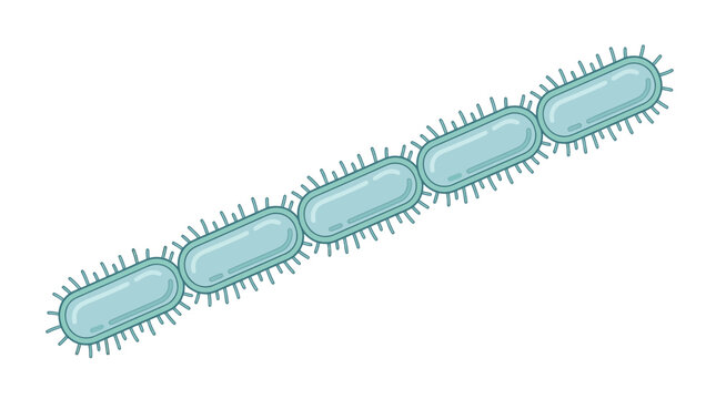 Linear chain of rod shaped bacteria cells