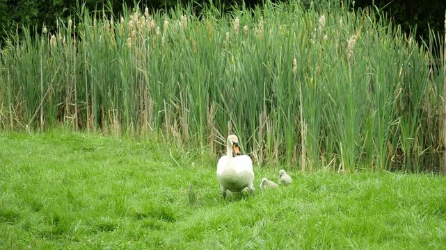 Family adult mute swan Cygnus olor young baby cygnets relaxed curious grassy waterbirds birds wetland walking foraging resting exploring surrounding marching grass calm attentive defensive protective