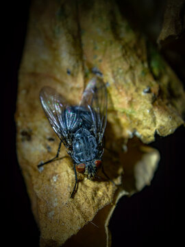 Close-up view of a blowfly with red eyes resting on a textured dry leaf against a dark background