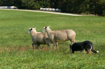Obraz premium Stock Dog Herds Trio of Sheep to Left Road and Haybales in Background
