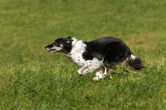 Stock Dog Runs Left on Run Out