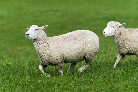 Two Sheep (Ovis aries) Move Left in Green Field