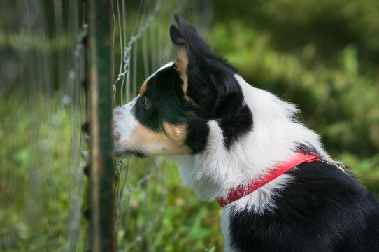 Stock Dog Sticks Nose Through Fencing to Watch Sheep Herding Trials