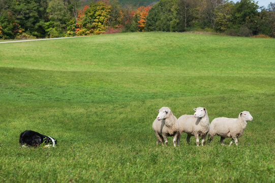Trio of Sheep (Ovis ares) Warily Watch Stock Dog to Left