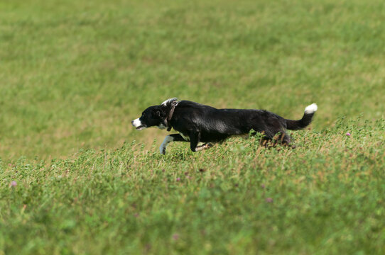 Stock Dog Runs at Top Speed Through Field to Left
