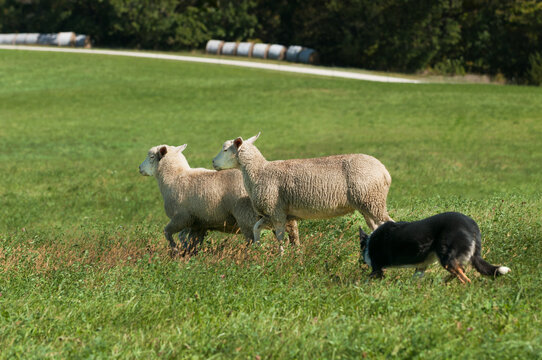 Stock Dog Herds Trio of Sheep to Left Road and Haybales in Background