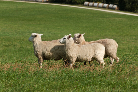 Three Sheep (Ovis aries) Stand Facing Left Listening