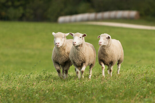 Three Sheep (Ovis aries) Crest Hill in Field