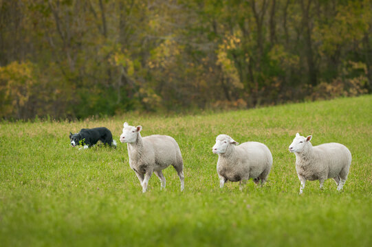 Trio of Sheep in Field With Stock Dog in Background