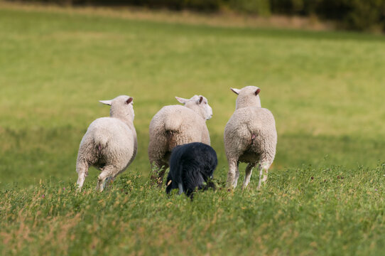Stock Dog Moves Trio of Sheep (Ovis ares) Away