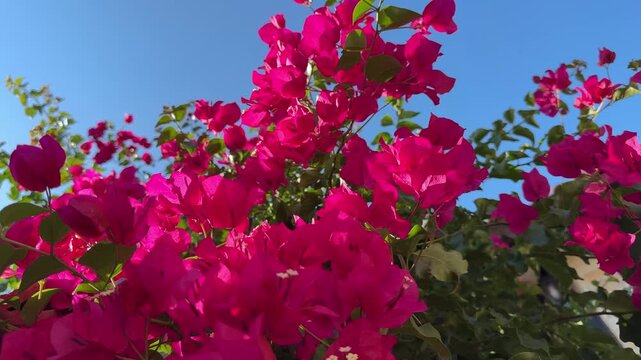 Bougainvillea paperflower bright pink flowering plant.