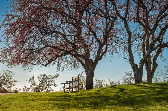 Bench Under Park Tree