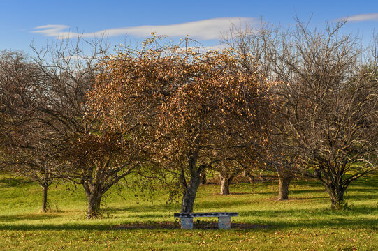 Bench Under Autumn Orchard Trees