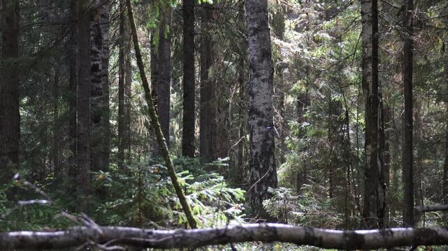 forest on a sunny day after rain