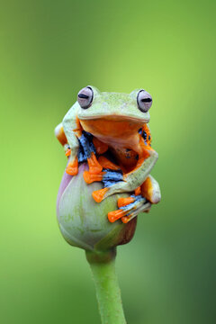 Close-up of a Wallace's flying frog (Rhacophorus reinwardtii) sitting on a lotus flower bud, Indonesia