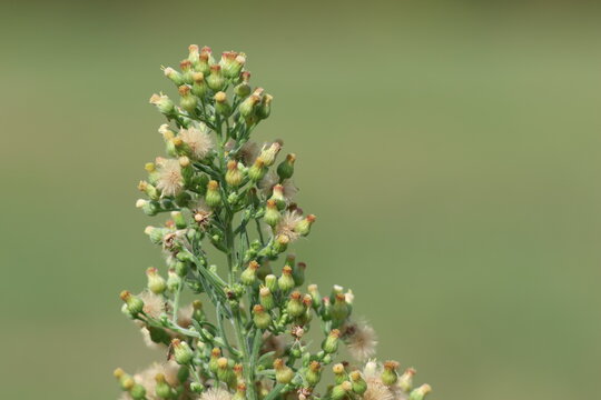 Inflorescence de vergerette de Sumatra en cours de diss&eacute;mination