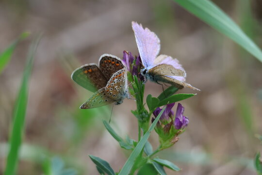 Couple d&rsquo;argus bleu-nacr&eacute; sur des fleurs de luzerne violette