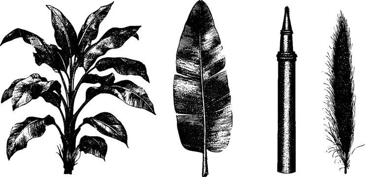 Isolated black and white abaca plant leaf stalk sheath and fiber engravings for botanical packaging graphics and sustainable material design
