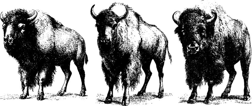Black and white bison side view trio drawings set for wildlife design, poster, background and western decor projects