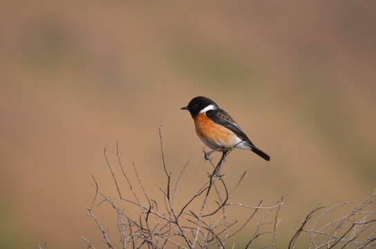 Male African Stonechat perched on a dry branch at Thendele Camp, Royal Natal National Park, Drakensberg, South Africa