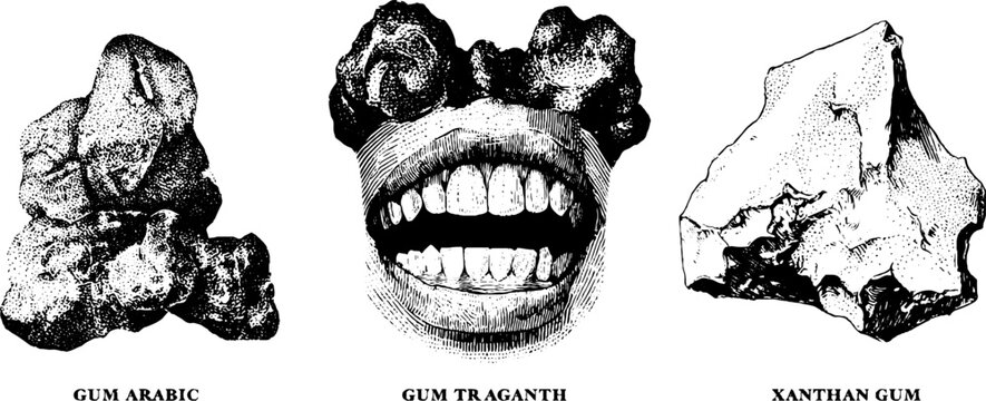 Set of three black and white engraved gum specimens labeled gum arabic gum tragacanth and xanthan gum for vintage packaging and background design