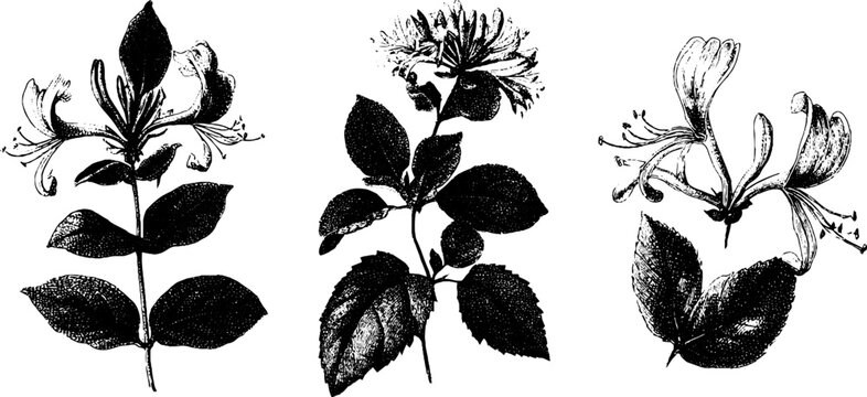 Set of three black and white honeysuckle botanical engravings isolated on white background for print and design