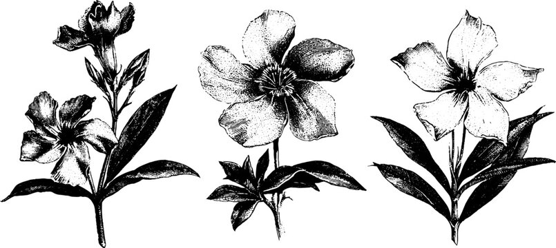 Set of three isolated black and white oleander botanical engravings with detailed flowers for vintage floral background and label design