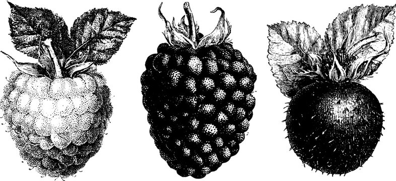 Black and white raspberry botanical illustration set of three isolated fruits for vintage food packaging and label design