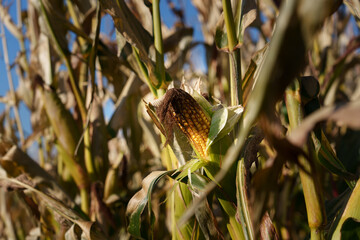 Obraz premium Dry stalks, leaves, and a ripe ear of corn in a field under a blue sky. Autumn harvest preparation on a sunny day in rural landscape.