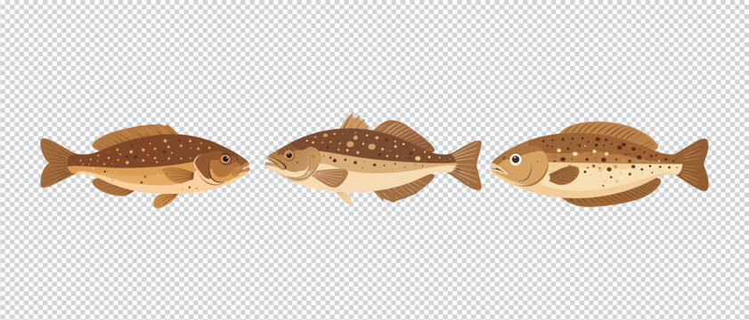 Spotted Trout Fish Flat Vector Illustration Collection