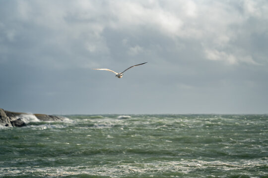 Headwind flight over storm sea brings a gull toward the camera above rough green water near Langesund, Norway, for seabird endurance, coastal weather and wildlife motion content.