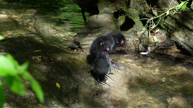 Juvenile baby common moorhen Gallinula chloropus also known as the waterhen, the swamp chicken, and as the common gallinule swimming at a blue lake water