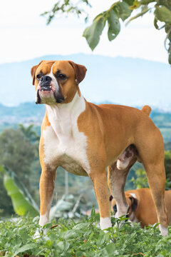 fancy boxer dog posing standing with mountain background