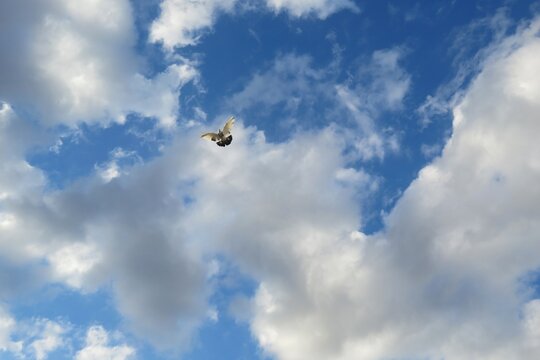 A dove soars of blue sky and clouds background blue sky 