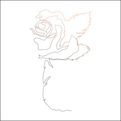 Fototapeta premium Half Rose Flower Botanical Line Art, Elegant Partial Floral Outline