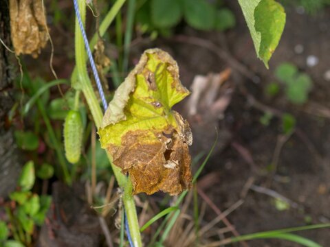 Withered cucumber leaf showing severe fungal blight symptoms next to a small developing fruit
