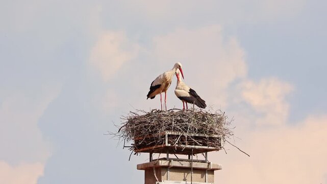 White Stork, Ciconia ciconia with small babies on the nest in Oettingen, Swabia, Bavaria, Germany in Europe. Ciconia ciconia is a bird in the stork family Ciconiidae.Its plumage is mainly white