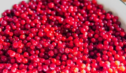 Fresh red lingonberries in a large pile creating a vibrant natural background texture © light
