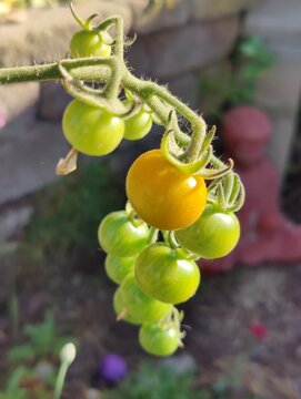 Summer Garden