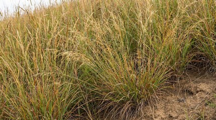 Naklejka premium Dry tall grass meadow field landscape nature
