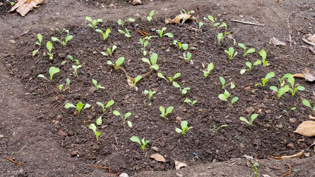 Fijian kava yaqona grog young plants growing in garden soil bed on tropical island in Fiji, South Pacific