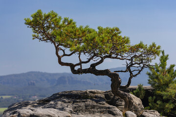 Wetterkiefer am Lilienstein, Tafelberg, Elbsandsteingebirge, Nationalpark Sächsische Schweiz, Sachsen, Deutschland, 27.08.2026  © Peter Engelke