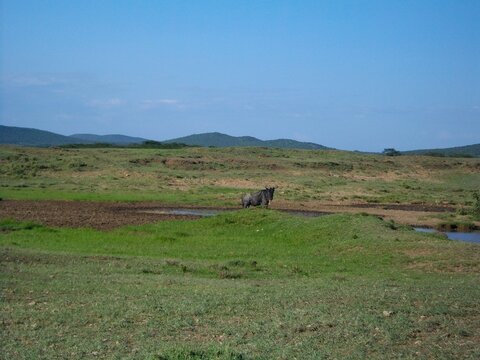Gnou bleu sauvage debout sur une colline de la savane africaine