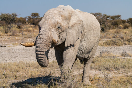 African Elephant Walking Across Open Dry Savanna