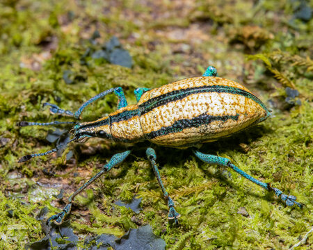 weevil 